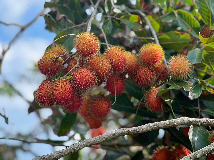 Chôm chôm bao nhiêu calo - Cách ăn chôm chôm không béo